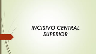 INCISIVO CENTRAL
SUPERIOR
 