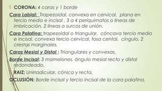  CORONA: 4 caras y 1 borde
Cara Labial: Trapezoidal, convexa en cervical, plana en
tercio medio e incisal , 3 a 4 periquimatos o líneas de
imbricación, 2 líneas o surcos de unión.
Cara Palatina: trapezoidal o triangular, cóncava tercio medio
e incisal, convexa tercio cervical, fosa cental, cíngulo, 2
crestas marginales.
Caras Mesial y Distal : Triangulares y convexas.
Borde Incisal: 3 mamelones, ángulo mesial recto y distal
redondeado.
 RAIZ: Unirradicular, cónica y recta.
OCLUSIÓN: Borde incisal y tercio incisal de la cara palatina.
 