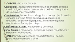  CORONA: 4 caras y 1 borde
Cara Labial: Trapezoidal o triangular, mas angosta en tercio
cervical, ligeramente convexa y lisa, periquimatos y líneas
de unión menos marcados.
Cara Palatina: trapezoidal o triangular, cóncava tercio medio
e incisal, convexa tercio cervical, fosa central mas
reducida, cíngulo mas pequeño, 2 crestas marginales
menos elevadas, agujero ciego.
Caras Mesial y Distal : Triangulares y convexas.
Borde Incisal: 3 mamelones pequeños, ángulo mesial recto y
distal muy redondeado
 RAIZ: Unirradicular estrecha mesiodistalmente, cónica,
recta, ápice inclinado a distal
 