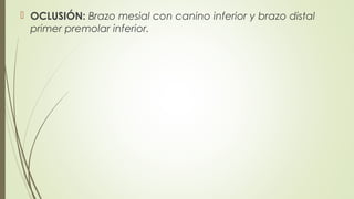  OCLUSIÓN: Brazo mesial con canino inferior y brazo distal
primer premolar inferior.
 