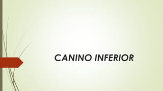 CANINO INFERIOR
 