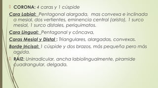  CORONA: 4 caras y 1 cúspide
Cara Labial: Pentagonal alargada, mas convexa e inclinada
a mesial, dos vertientes, eminencia central (arista), 1 surco
mesial, 1 surco distales, periquimatos.
Cara Lingual: Pentagonal y cóncava,
Caras Mesial y Distal : Triangulares, alargadas, convexas.
Borde Incisal: 1 cúspide y dos brazos, más pequeña pero más
aguda.
 RAIZ: Unirradicular, ancha labiolingualmente, piramide
cuadrangular, delgada.
 