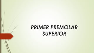 PRIMER PREMOLAR
SUPERIOR
 