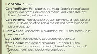  CORONA: 5 caras
Cara Vestibular: Pentagonal, convexa, ángulo oclusal poco
agudo, dos brazos, eminencia media, dos vertientes, dos
lineas de unión, periquimatos.
Cara Palatina: Pentagonal irregular, convexa, ángulo oclusal
romo, cúspide palatina hacia mesial, dos brazos siendo el
distal más largo.
Cara Mesial: Trapezoidal o cuadrangular, 1 surco mesial, fosa
en cervical.
Cara Distal : Trapezoidal o cuadrangular, convexa.
Cara Oclusal: Pentagonal alargada, 2 cúspides, surco
fundamental, surcos secundarios, 2 fosetas triangulares, 2
crestas marginales, cresta intercuspídea .
 
