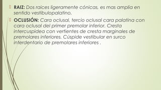 RAIZ: Dos raices ligeramente cónicas, es mas amplia en
sentido vestibulopalatino.
 OCLUSIÓN: Cara oclusal, tercio oclusal cara palatina con
cara oclusal del primer premolar inferior. Cresta
intercuspidea con vertientes de cresta marginales de
premolares inferiores. Cúspide vestibular en surco
interdentario de premolares inferiores .
 