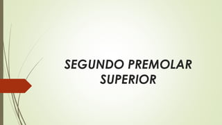 SEGUNDO PREMOLAR
SUPERIOR
 