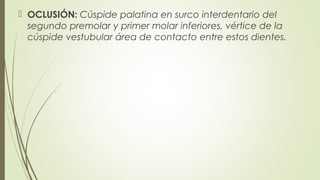  OCLUSIÓN: Cúspide palatina en surco interdentario del
segundo premolar y primer molar inferiores, vértice de la
cúspide vestubular área de contacto entre estos dientes.
 
