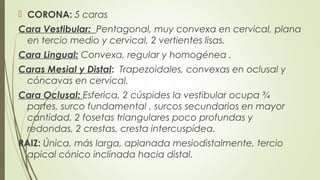  CORONA: 5 caras
Cara Vestibular: Pentagonal, muy convexa en cervical, plana
en tercio medio y cervical, 2 vertientes lisas.
Cara Lingual: Convexa, regular y homogénea .
Caras Mesial y Distal: Trapezoidales, convexas en oclusal y
cóncavas en cervical.
Cara Oclusal: Esferica, 2 cúspides la vestibular ocupa ¾
partes, surco fundamental , surcos secundarios en mayor
cantidad, 2 fosetas triangulares poco profundas y
redondas, 2 crestas, cresta intercuspídea.
RAIZ: Única, más larga, aplanada mesiodistalmente, tercio
apical cónico inclinada hacia distal.
 
