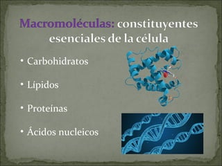 • Carbohidratos
• Lípidos
• Proteínas
• Ácidos nucleicos
 