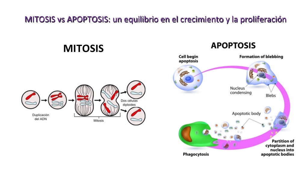 CONTROL DEL CICLO CELULAR; MITOSIS VS APOPTOSIS CONTROL DEL CICLO CELULAR; MITOSIS VS APOPTOSIS