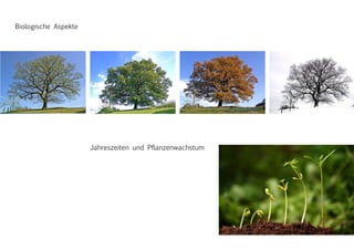 Biologische Aspekte
Jahreszeiten und Pflanzenwachstum
 