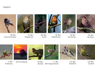-90 Min.
Hausrotschwanz
-75 Min.
Singdrossel
-60 Min.
Amsel
-50 Min.
Rotkehlchen
-40 Min.
Zaunkönig
-30 Min.
Buchfink
-10 Min.
Zilpzalp
- 5 Min.
Kohlmeise
+ 5 Min.
Mönchsgrasmücke
+15 Min.
Distelfink
+30 Min.
Grünfink
Sonnenaufgang
Vogeluhr
 
