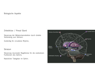 Biologische Aspekte
Zirbeldrüse / Pineal Gland
Steuerung der Melatoninproduktion durch direkte
Verbindung zum Sehnerv.
Zuständig für circadiane Rhytmic.
Striatum
Steuerung neuronaler Regelkreise für die exekutieven
Funktionen des Gehirns.
Natürlicher Taktgeber im Gehirn.
 