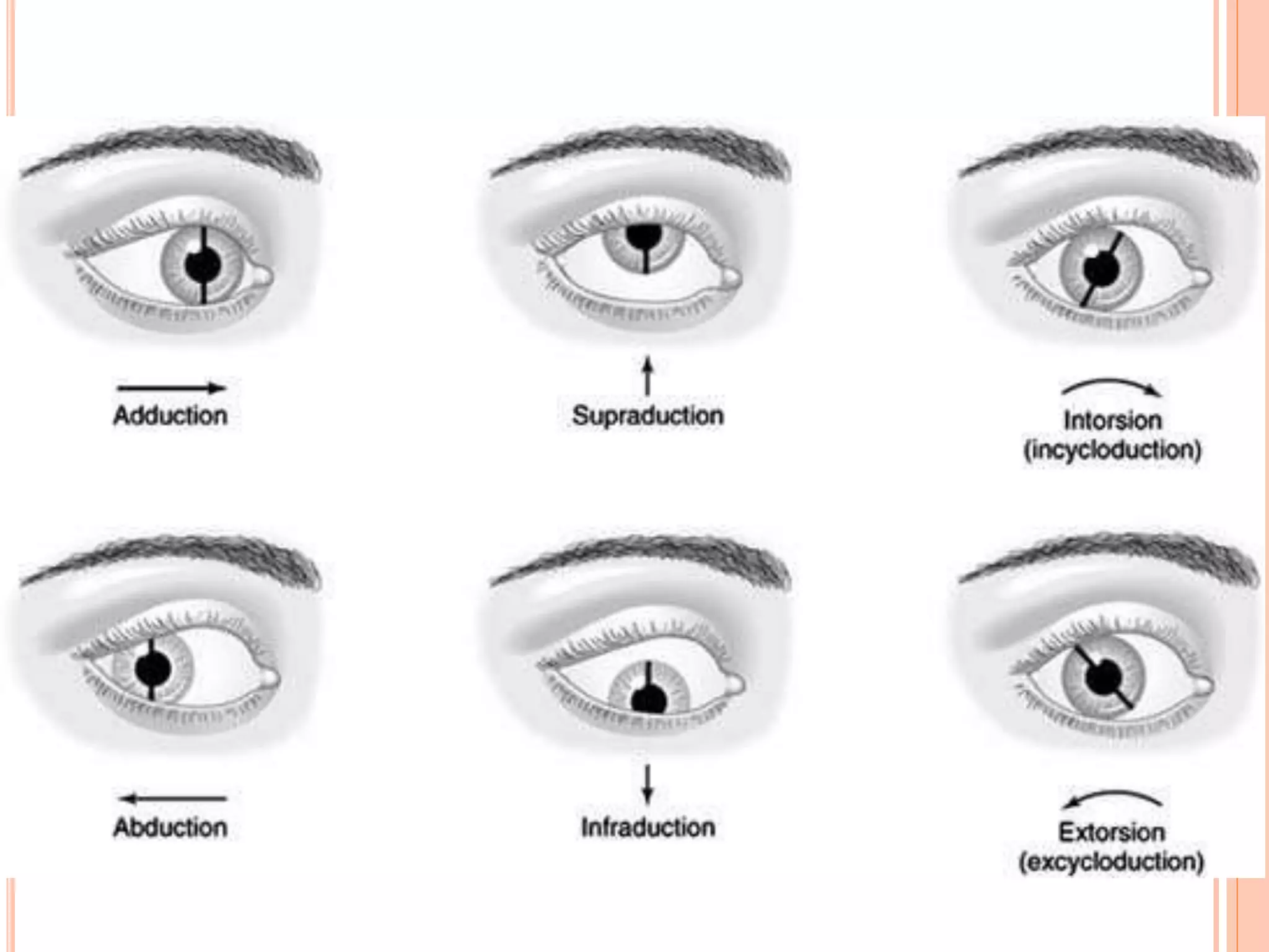 Diplopia approach PPT