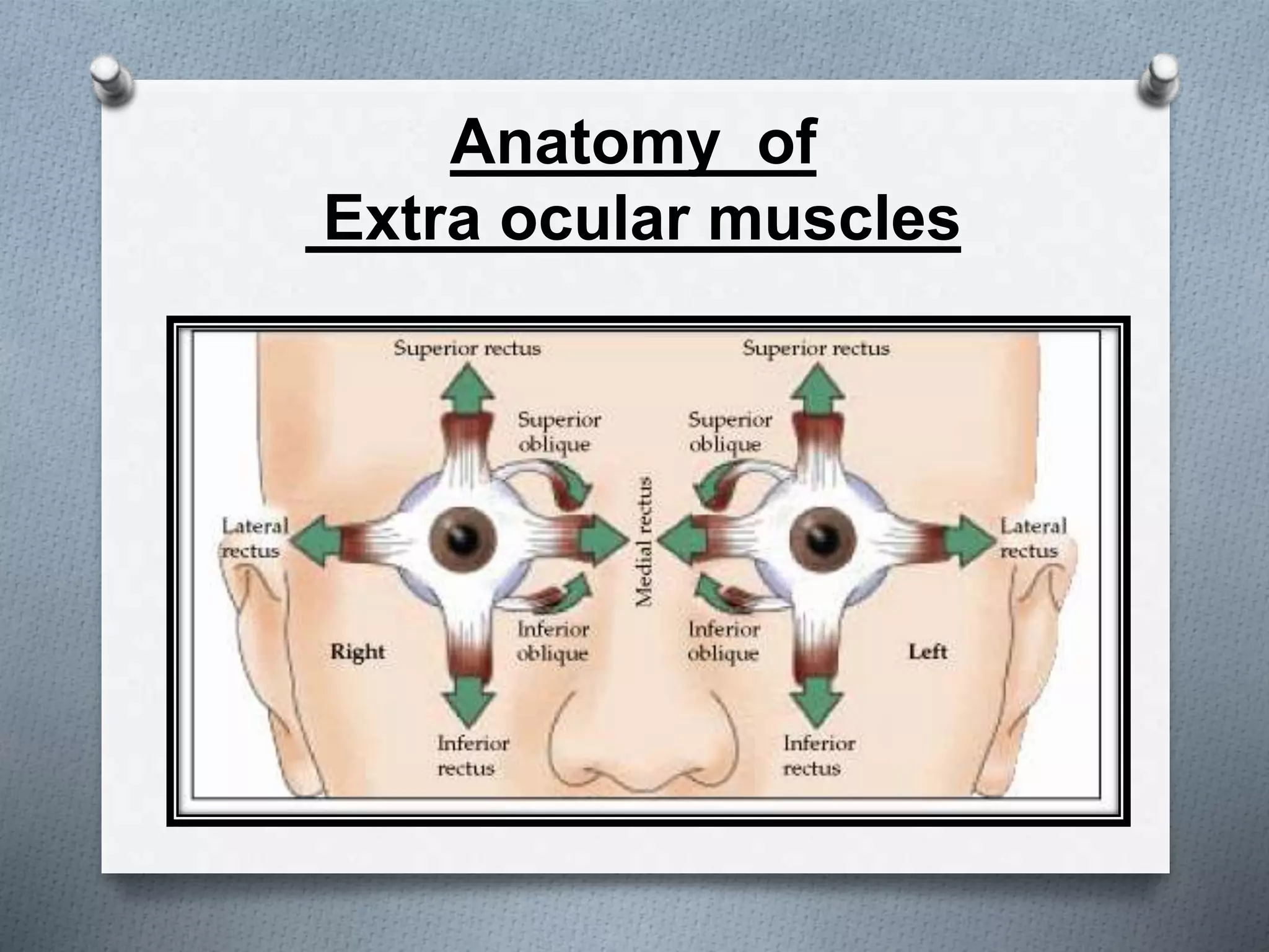 Anatomy of
Extra ocular muscles
 