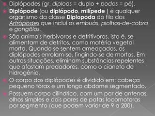  Diplópodes (gr. diploos = duplo + podos = pé).
 Diplópode (ou diplópodo, milípede ) é qualquer
organismo da classe Diplopoda do filo dos
Artrópodes que inclui os embuás, piolhos-de-cobra
e gongôlos.
 São animais herbívoros e detritívoros, isto é, se
alimentam de detritos, como matéria vegetal
morta. Quando se sentem ameaçados, os
diplópodes enrolam-se, fingindo-se de mortos. Em
outras situações, eliminam substâncias repelentes
que afastam predadores, como o cianeto de
hidrogênio.
 O corpo dos diplópodes é dividido em; cabeça
pequeno tórax e um longo abdome segmentado.
 Possuem corpo cilíndrico, com um par de antenas,
olhos simples e dois pares de patas locomotoras
por segmento (que podem variar de 9 a 200).
 