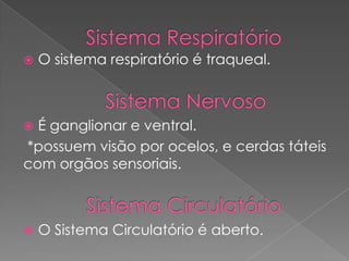  O sistema respiratório é traqueal.
 É ganglionar e ventral.
*possuem visão por ocelos, e cerdas táteis
com orgãos sensoriais.
 O Sistema Circulatório é aberto.
 
