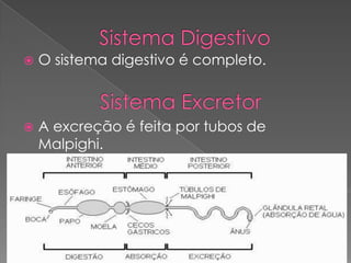  O sistema digestivo é completo.
 A excreção é feita por tubos de
Malpighi.
 