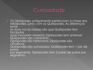  Os Diplópodes antigamente pertenciam à classe dos
Miriápodes, junto com os Quilópodes. As diferenças
entre
as duas novas classes são que Quilópodes tem
forcípulas
(que inoculam veneno), Diplópodes tem antenas;
Quilópodes são carnívoros,
Diplópodes são herbívoros; Diplópodes são
cilíndricos,
Quilópodes são achatados; Quilópodes tem 1 par de
patas
por segmento, Diplópodes tem 2 pares de patas por
segmento.
 