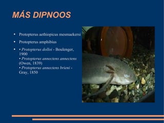 MÁS DIPNOOS Protopterus aethiopicus mesmaekersi Protopterus amphibius •  Protopterus dolloi  - Boulenger, 1900 •  Protopterus annectens annectens  (Owen, 1839) •  Protopterus annectens brieni  - Gray, 1850  