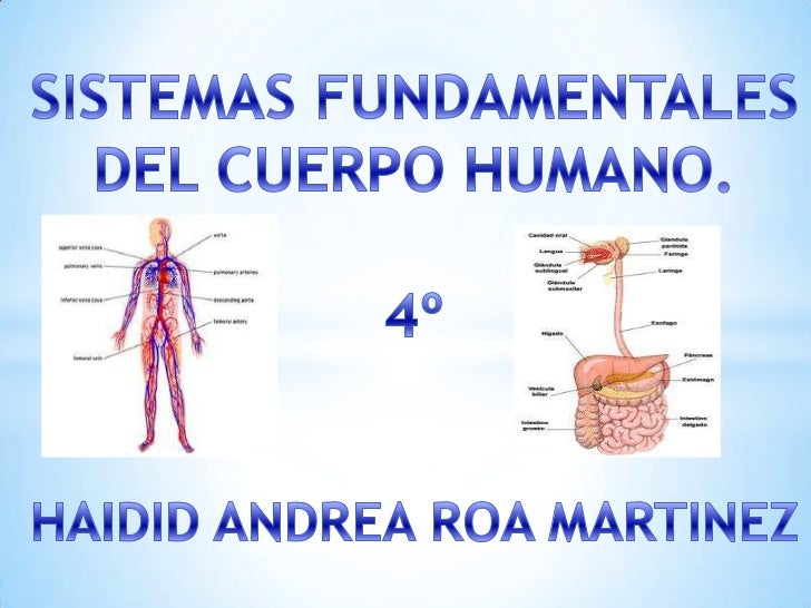 sistema digestivo y circulatorio