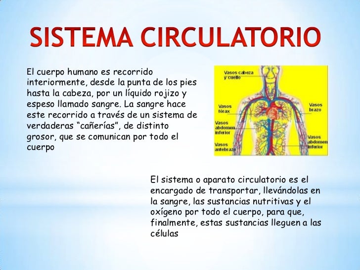 sistema digestivo y circulatorio