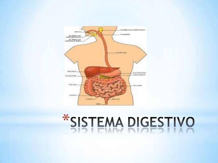 sistema digestivo y circulatorio