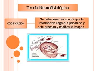 Teoría Neurofisiológica
Se debe tener en cuenta que la
información llega al hipocampo y
este procesa y codifica la imagen .
CODIFICACION
 