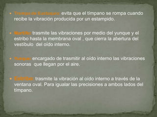  Trompa de Eustaquio: evita que el tímpano se rompa cuando
recibe la vibración producida por un estampido.
 Martillo: trasmite las vibraciones por medio del yunque y el
estribo hasta la membrana oval , que cierra la abertura del
vestíbulo del oído interno.
 Yunque: encargado de trasmitir al oído interno las vibraciones
sonoras que llegan por el aire.
 Estribo: trasmite la vibración al oído interno a través de la
ventana oval. Para igualar las precisiones a ambos lados del
tímpano.
 