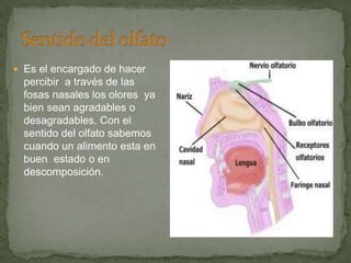  Es el encargado de hacer
percibir a través de las
fosas nasales los olores ya
bien sean agradables o
desagradables. Con el
sentido del olfato sabemos
cuando un alimento esta en
buen estado o en
descomposición.
 