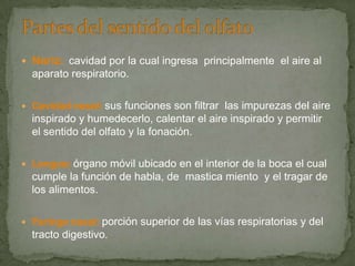  Nariz: cavidad por la cual ingresa principalmente el aire al
aparato respiratorio.
 Cavidad nasal: sus funciones son filtrar las impurezas del aire
inspirado y humedecerlo, calentar el aire inspirado y permitir
el sentido del olfato y la fonación.
 Lengua: órgano móvil ubicado en el interior de la boca el cual
cumple la función de habla, de mastica miento y el tragar de
los alimentos.
 Faringe nasal: porción superior de las vías respiratorias y del
tracto digestivo.
 