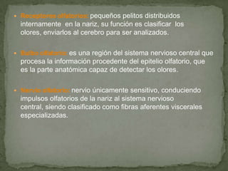  Receptores olfatorios: pequeños pelitos distribuidos
internamente en la nariz, su función es clasificar los
olores, enviarlos al cerebro para ser analizados.
 Bulbo olfatorio: es una región del sistema nervioso central que
procesa la información procedente del epitelio olfatorio, que
es la parte anatómica capaz de detectar los olores.
 Nervio olfatorio: nervio únicamente sensitivo, conduciendo
impulsos olfatorios de la nariz al sistema nervioso
central, siendo clasificado como fibras aferentes viscerales
especializadas.
 