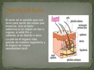 El tacto es el sentido que nos
sirve para sentir las cosas que
tocamos. Con el tacto
sabemos si un objeto es liso o
rugoso, si está frio o
caliente, si es blando o duro.
La piel es el órgano más
grande de nuestro organismo y
el órgano de mayor
sensibilidad táctil.
 