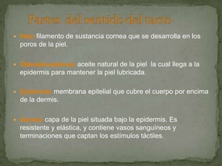  Pelo: filamento de sustancia cornea que se desarrolla en los
poros de la piel.
 Glándula sebácea: aceite natural de la piel la cual llega a la
epidermis para mantener la piel lubricada.
 Epidermis: membrana epitelial que cubre el cuerpo por encima
de la dermis.
 Dermis: capa de la piel situada bajo la epidermis. Es
resistente y elástica, y contiene vasos sanguíneos y
terminaciones que captan los estímulos táctiles.
 