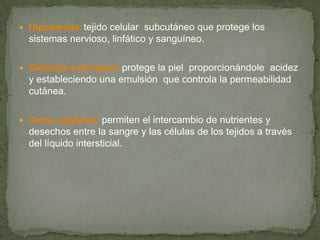  Hipodermis: tejido celular subcutáneo que protege los
sistemas nervioso, linfático y sanguíneo.
 Glándula sudorípara: protege la piel proporcionándole acidez
y estableciendo una emulsión que controla la permeabilidad
cutánea.
 Vasos capilares: permiten el intercambio de nutrientes y
desechos entre la sangre y las células de los tejidos a través
del líquido intersticial.
 