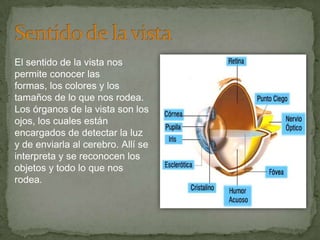 El sentido de la vista nos
permite conocer las
formas, los colores y los
tamaños de lo que nos rodea.
Los órganos de la vista son los
ojos, los cuales están
encargados de detectar la luz
y de enviarla al cerebro. Allí se
interpreta y se reconocen los
objetos y todo lo que nos
rodea.
 