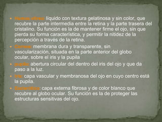 Humos vítreo: líquido con textura gelatinosa y sin color, que
recubre la parte intermedia entre la retina y la parte trasera del
cristalino. Su función es la de mantener firme el ojo, sin que
pierda su forma característica, y permitir la nitidez de la
percepción a través de la retina.
 Cornea: membrana dura y transparente, sin
vascularización, situada en la parte anterior del globo
ocular, sobre el iris y la pupila
 pupila: abertura circular del dentro del iris del ojo y que da
paso a la luz.
 Iris: capa vascular y membranosa del ojo en cuyo centro está
la pupila.
 Esclerótica: capa externa fibrosa y de color blanco que
recubre al globo ocular. Su función es la de proteger las
estructuras sensitivas del ojo.
 