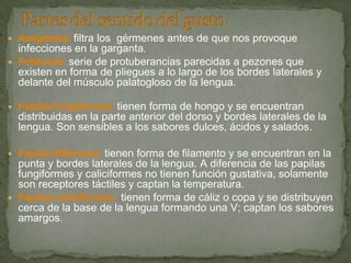  Amígdalas: filtra los gérmenes antes de que nos provoque
infecciones en la garganta.
 Foliáceas: serie de protuberancias parecidas a pezones que
existen en forma de pliegues a lo largo de los bordes laterales y
delante del músculo palatogloso de la lengua.
 Papilas fungiformes: tienen forma de hongo y se encuentran
distribuidas en la parte anterior del dorso y bordes laterales de la
lengua. Son sensibles a los sabores dulces, ácidos y salados.
 Papilas filiformes: tienen forma de filamento y se encuentran en la
punta y bordes laterales de la lengua. A diferencia de las papilas
fungiformes y caliciformes no tienen función gustativa, solamente
son receptores táctiles y captan la temperatura.
 Papilas caliciformes: tienen forma de cáliz o copa y se distribuyen
cerca de la base de la lengua formando una V; captan los sabores
amargos.
 