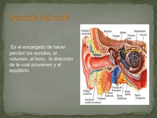 Es el encargado de hacer
percibir los sonidos, el
volumen, el tono, la dirección
de la cual provienen y el
equilibrio.
 