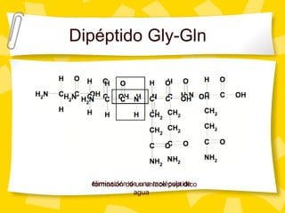 Dipéptido Gly-Gln
eliminación de una molécula de
agua
formación de un enlace peptídico