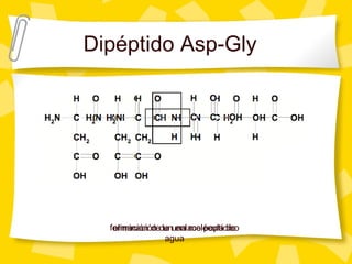 Dipéptido Asp-Gly
eliminación de una molécula de
agua
formación de un enlace peptídico