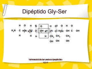 Dipéptido Gly-Ser
eliminación de una molécula de
agua
formación de un enlace peptídico