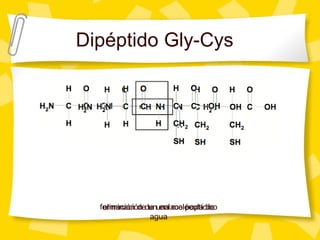 Dipéptido Gly-Cys
eliminación de una molécula de
agua
formación de un enlace peptídico