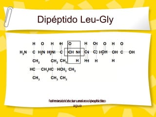 Dipéptido Leu-Gly
eliminación de una molécula de
agua
formación de un enlace peptídico