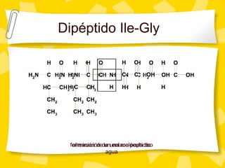 Dipéptido Ile-Gly
eliminación de una molécula de
agua
formación de un enlace peptídico