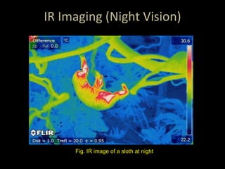 IR Imaging (Night Vision)
Fig. IR image of a sloth at night
 