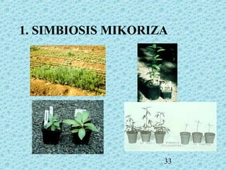 33
1. SIMBIOSIS MIKORIZA
 
