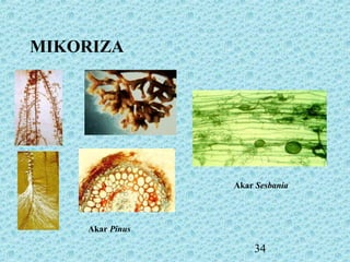34
Akar Pinus
Akar Sesbania
MIKORIZA
 