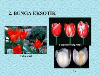 35
Tulip sehat
Tulip terserang virusTulip terserang virus
2. BUNGA EKSOTIK
 