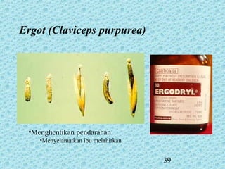 39
•Menghentikan pendarahan
•Menyelamatkan ibu melahirkan
Ergot (Claviceps purpurea)
 